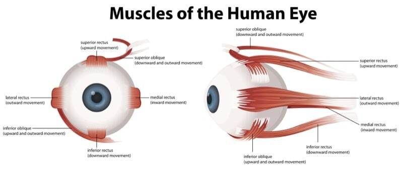 Extraocular movement and cardinal fields of gaze.