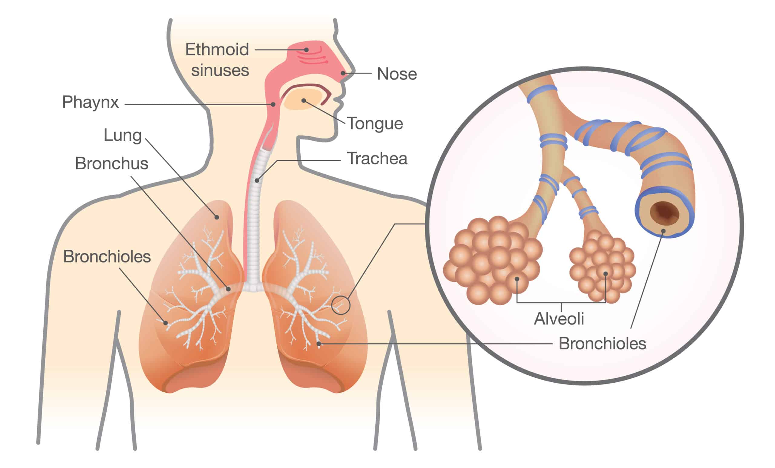 Airway resistance is determined by several factors.